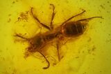 Fossil Ant (Formicidae) & Three Flies (Diptera) in Baltic Amber #173697-3